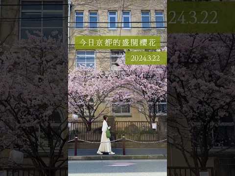 2024京都現正盛開(2024.3.22)早開櫻花🌸🌸目前關西最推薦就是這裡了 #京都 #櫻花 #賞櫻