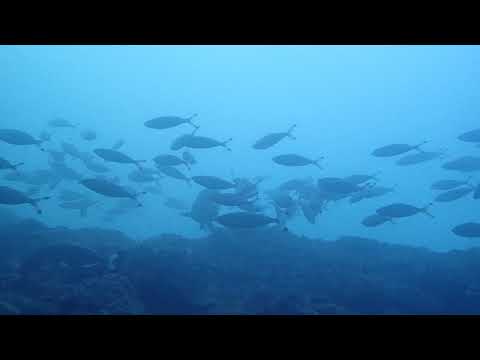 08162020 Encountering a giant group among school of fish