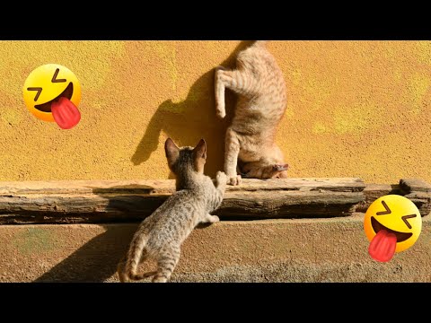 Funniest Cats and Dogs 🐶🐱 | Funny Animal Videos #FunnyAnimalVideos #CuteAndFunny