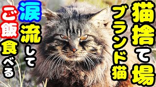 捨てられたブランド猫？にご飯あげたら・・・