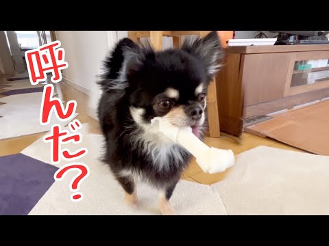 お風呂後は1.5倍に膨れる犬バスチワワ🚌#チワワ #chihuahua #dog