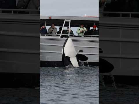 Orca says hi to guests aboard ‘Gone Whale Watching’ in San Diego! #whalewatching #killerwhale #orca