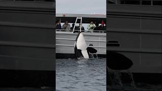 Orca says hi to guests aboard ‘Gone Whale Watching’ in San Diego! #whalewatching #killerwhale #orca