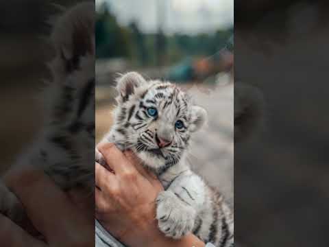 Baby Tigers Are The Most Adorable Creatures You’ll Ever See #tiger