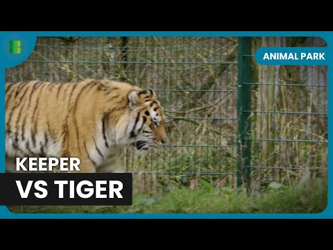 Tiger Patrol in Action - Animal Park - Documentary