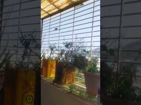 Birds in my balcony 🐦🐦#Nature shorts #bird sounds #