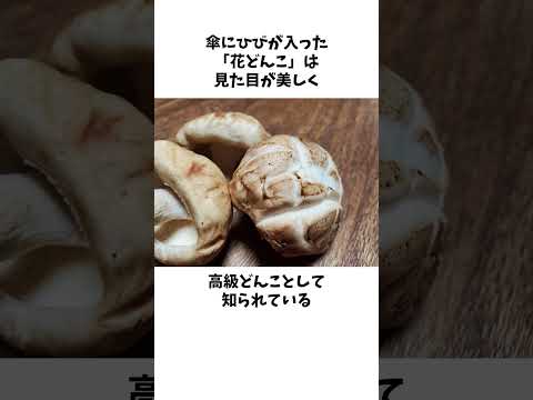 どんこってどんなキノコ？栄養成分や利用法#椎茸 #雑学 #豆知識