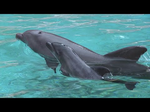 Fentanyl and other drugs found in dolphins along South Texas coast, study says