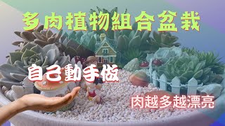 多肉植物組合盆栽DIY|多肉植物造景