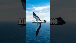 The Remarkable Flight Technique of the Albatross: Nature's Expert Glider