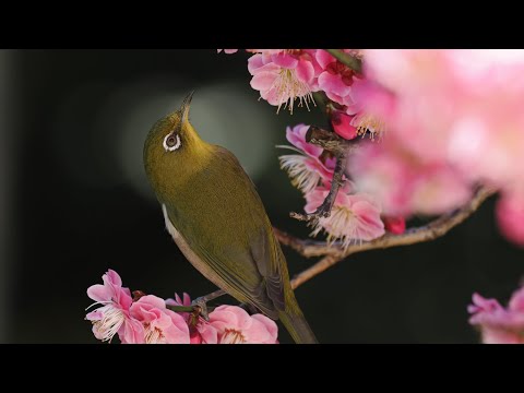 庭の梅の花に来る野鳥/Wild birds coming to the plum blossoms in my garden 2023