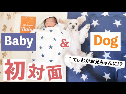 【犬と赤ちゃん】家族が増えました！初めて赤ちゃんに会ったワンコの行動が可愛すぎる🐶👶【101】The dog that met the baby for the first time