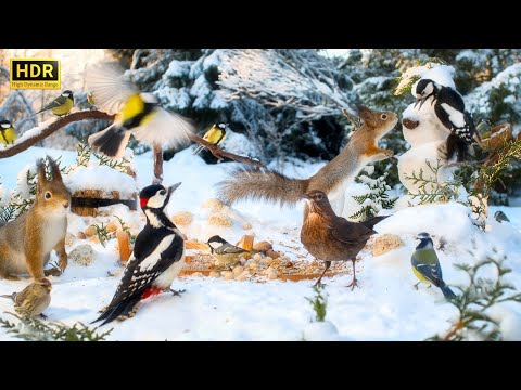 Forest Friends in Winter Wonderland🐿️ 12 hours Cat & Dog TV with BIRDS and SQUIRRELS😺