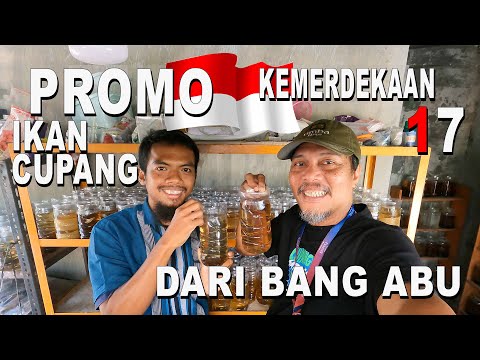 PROMO IKAN CUPANG MENYAMBUT  KEMERDEKAAN DARI BANG ABU