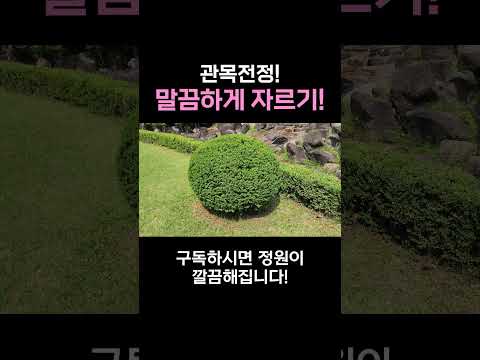 관목전정! 말끔하게 정리했습니다 / pruning small trees