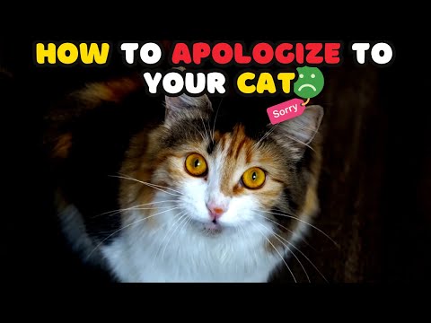 How to Apologize to Your Cat: Win Back Their Trust Fast