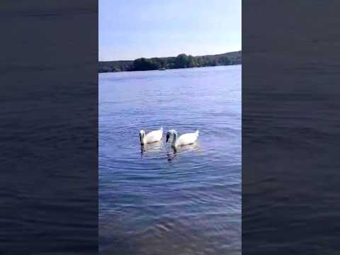 Swan Couple 🤍 #romantic #summer in #germany #nature #shorts #viral #trending