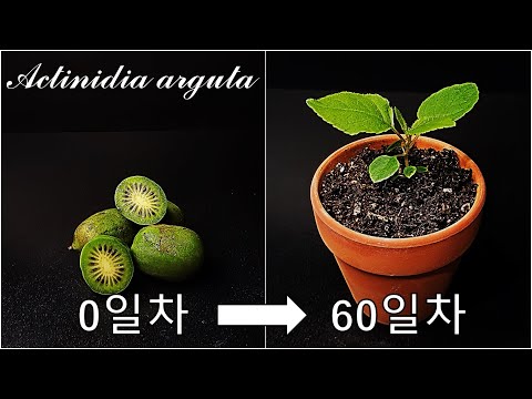 다래를 키우는 간단한 방법｜토종 키위 다래 키우기｜나만의 다래 나무 키우기｜키위 베리｜토종 다래｜토종 키위｜How to grow #64 Kiwi Berry