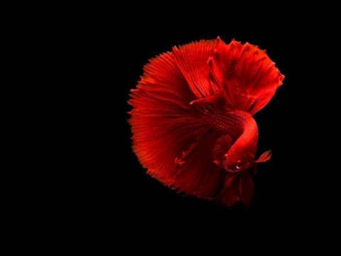 Beautiful Fish in The Sea - Nature of Beauty