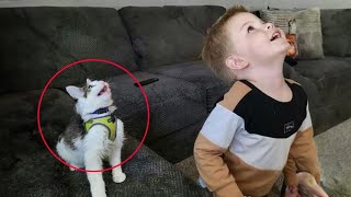 The Most dramatic cats moments ever! 😂 Funny Cat Videos 2025 😅😘