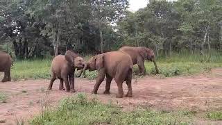 ORPHAN ELEPHANT FIGHT