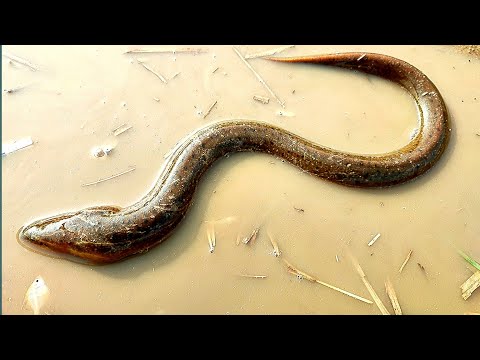 Ele Fish মাছের স্বাদ যেকোনো মাংস কে হার মানাবে | Eel Fish | Amazing Ele Fish video