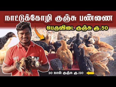 நாட்டுக்கோழி குஞ்சு பண்ணை | பெருவிடை | கறிக்கோழி | எலியார்பத்தி | மதுரை ஏர்போர்ட் VR Farm Madurai