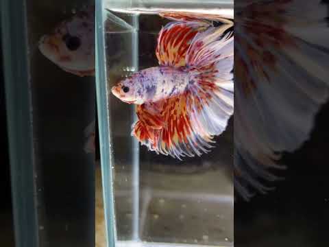 Unique betta fish #bettafishlove #aquarium #ytshorts #trending