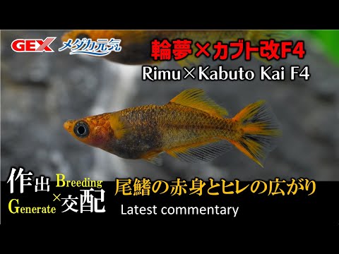 【花小屋 戸松具視 2023最新解説⑯】頭部の鱗に入る黒模様が、このメダカの魅力をさらに引き出し、尾ビレのふちに入る赤色は幅広く、ヒレの開きは飽きない奇麗さ。Vol.16/25【輪夢カブト 改F4】