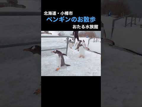 おたる水族館「ペンギンのお散歩」#shorts