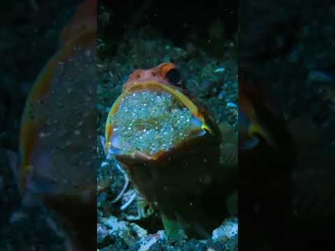 "Heartwarming Bond: Baby Fishes and Their Mother" #wildlife #fascinatingwildlife #endangeredspecies