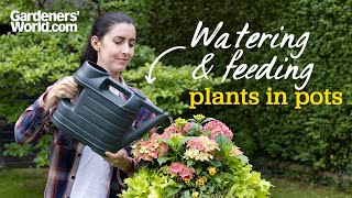 The ESSENTIALS of watering and feeding pots