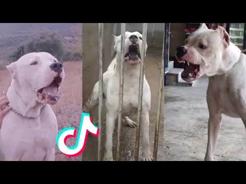 Dogo Argentino are Badass and Cute - Tiktok Compilation!