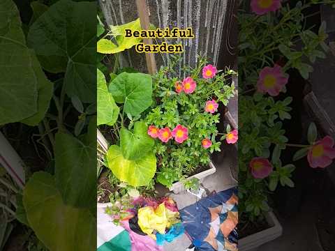 Beautiful Garden #beautiful #garden #greegarden #vegetables #shorts #short #shortvideo