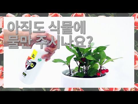 유칼립투스 추출물 벌래기피제! 아직도 식물에 물만 주시나요?