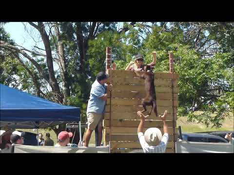 Kelpie  jumps an amazing 10 ft. ( just over 3 metres.)