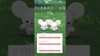 100%の3匹家族イッカネズミを2回！？狙った結果がぁああああ！！！【ポケモンGO】　#ポケモンGO #ワッカネズミ　#イッカネズミ