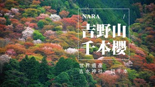 奈良吉野山（上）｜賞櫻｜七曲坂｜吉水神社｜一目千本｜水分神社