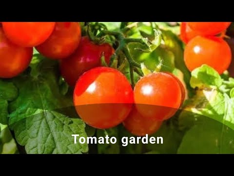 how to grow tomato 🍅 within 60 days#benefits of tomato#botany #trending #gardening #tomato##plants