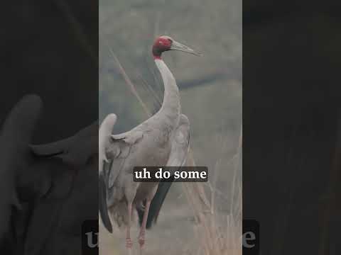 Birding Adventures: Filming Sarus Cranes in Keoladeo National Park 🌿🦢