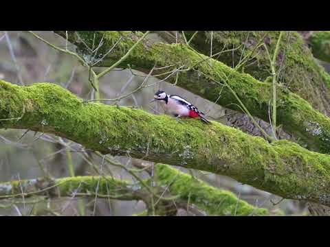 Great Spotted Woodpecker (Dendrocopos major) male feeding - near Soerendonk (Netherlands) 20-2-2025