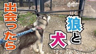 イヌとオオカミが出会ったらこんな反応でした！