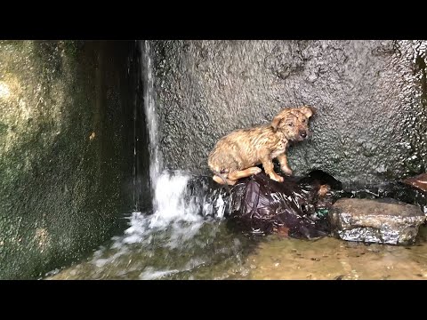 A Poor Puppy Trapped in a Drain, Desperately Waiting for Rescue 😢💔