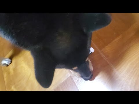 飼い主の手駒にされる柴犬