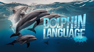 The Sonic Communication of Dolphins