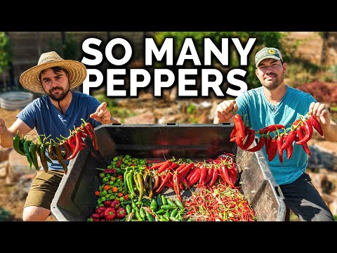 Storing HUNDREDS of Peppers for Winter 🌶️