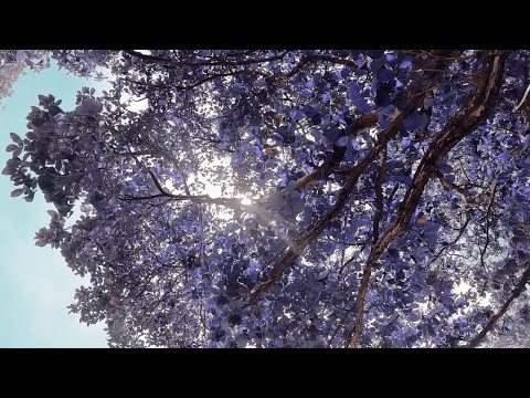 Relaxing Sleep Music - Deep Sleeping Music, Relaxing Music, Stress Relief, Meditation Music