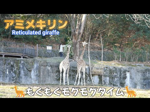 アミメキリン　🦒もぐもぐモグモグタイム🦒（東山動植物園）Reticulated giraffe