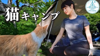 【女ひとり】テントに入ってきた猫が可愛すぎた…