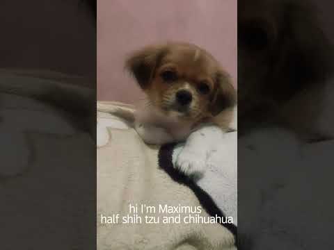 Meet my baby half-shih tzu and chihuahua